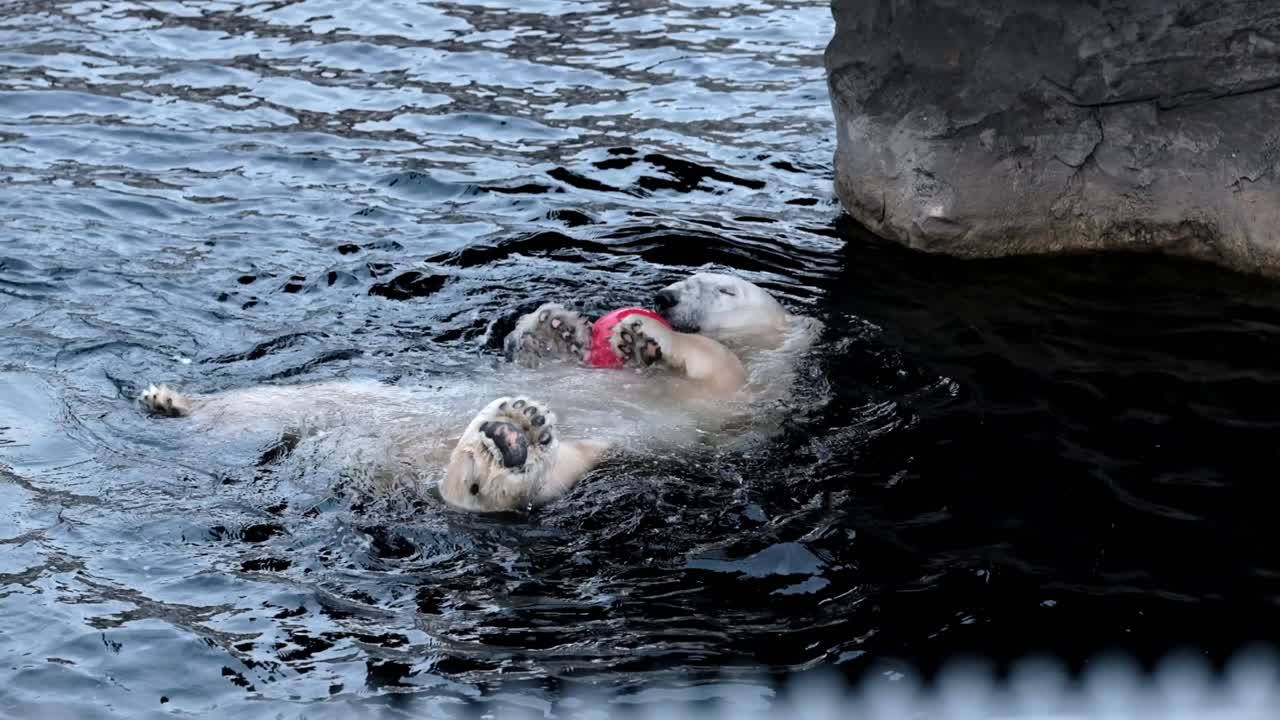 An adult polar bear in captivity in Bremerhaven zoo plays with a red ball in the water in his enclosure
