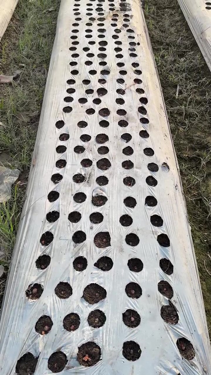 Agricultural Field Prepared for Planting with Plastic Mulch