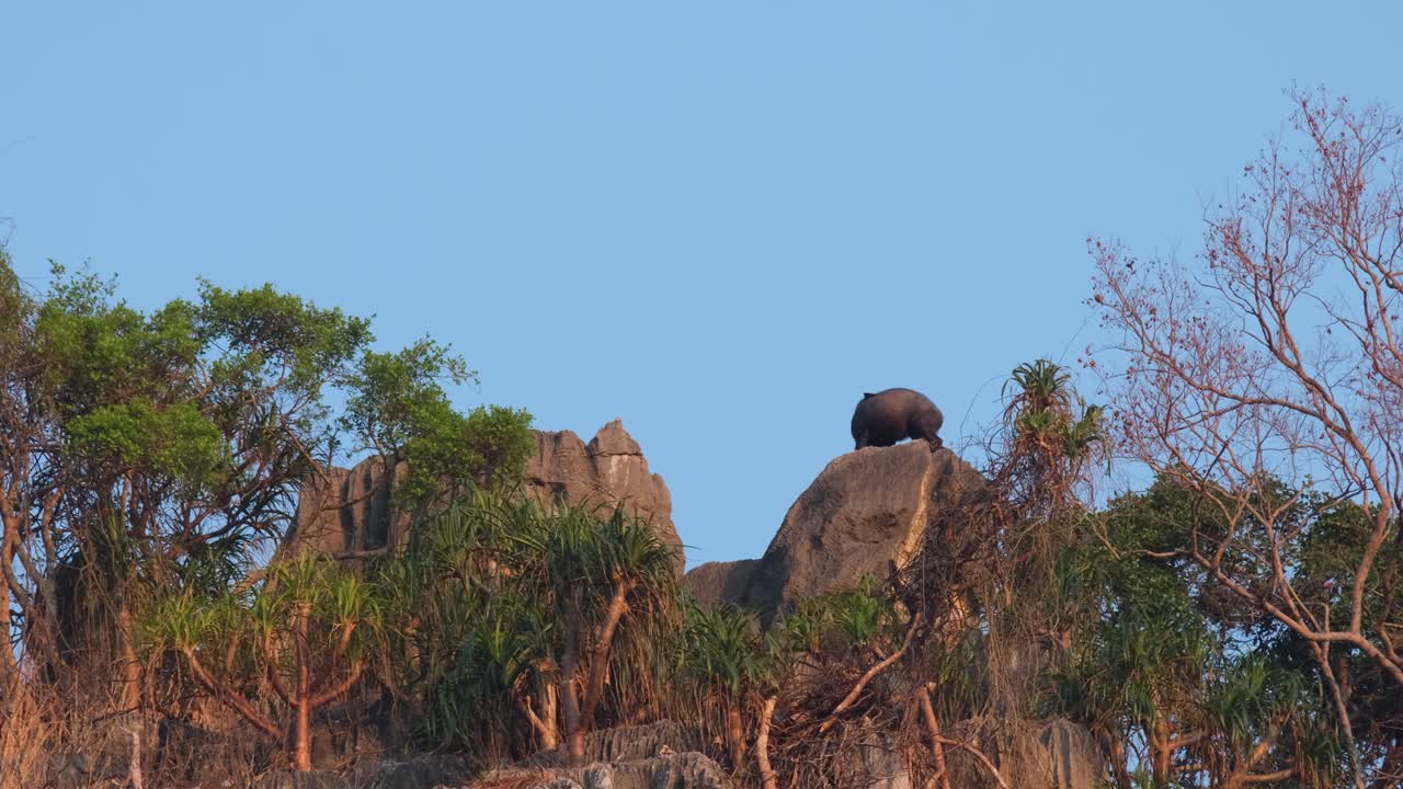 왼쪽으로 향하고 뒤로 돌아보며 아침에 주변 세계를 연구합니다. 메일랜드 세로우 캐피코니스 수마트라엔시스 마리티무스, 태국