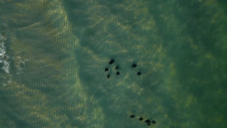 Un-Escuadrón-De-Mantarrayas-Viajando-Por-La-Costa-De-Pensacola-Beach,-Uno-Reacciona-Abruptamente-Al-Toque-De-La-Aleta-De-Otro.