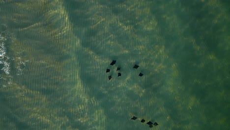 a a squadron of manta rays traveling down the coastline of pensacola beach, one reacts abruptly to the touch of another's fin