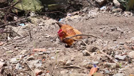 a chicken pecking and searching for food outdoors