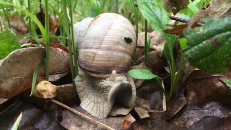 Snail--revealing-itself-from-shell