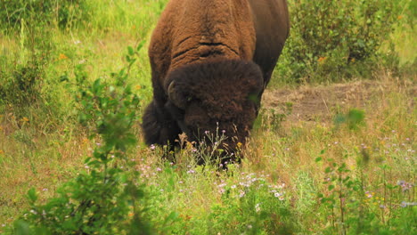 Solitary-American-Bison-grazing-peacefully-in-pasture,-close-up-shot