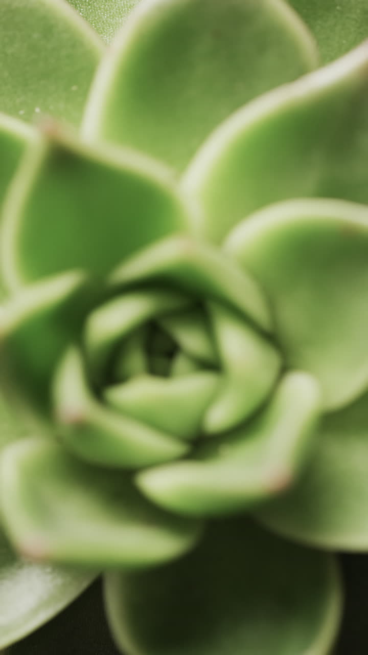 Micro vertical video of close up of green cactus plant with copy space