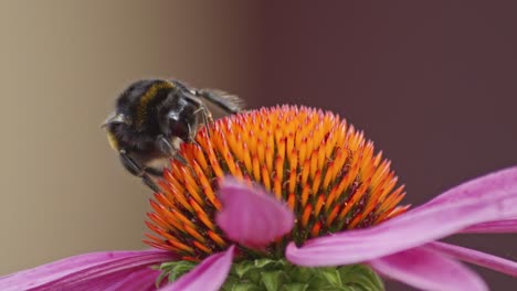 Front-of-a-bumblebee-on-an-orange-cone-flower-drinking-nectar