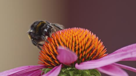 frente de un abejorro en una flor de cono naranja bebiendo néctar