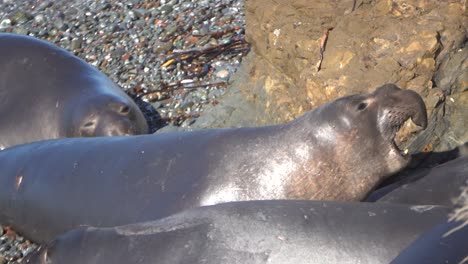 elephant seal on beach barking