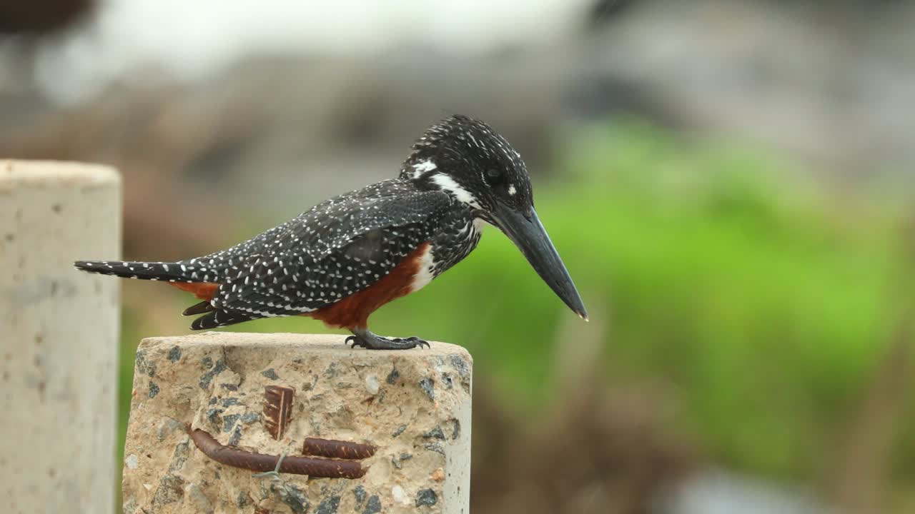 A close full body shot of a giant kingfisher perched while looking for food, Kruger National Park