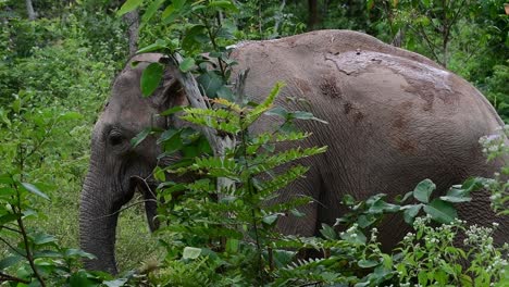 the asiatic elephants are endangered species and they are also residents of thailand