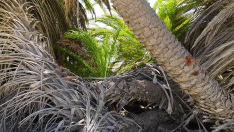 Trunk-tree-texture,-camera-Passing-through-date-palm-trees-in-Oasis-cayo-de-Agua-island