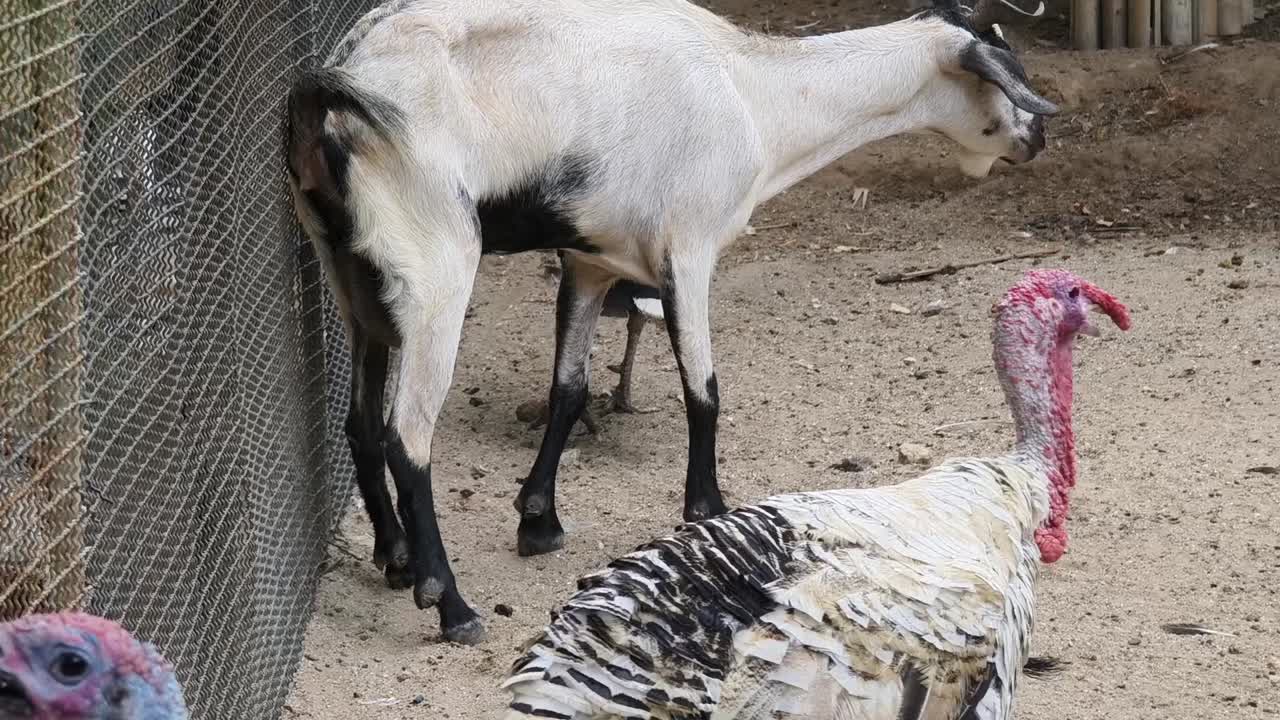 동물원 에 있는 염소와 칠면조