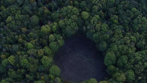 Pull-back-pan-up-reveal-from-a-clearing-in-a-dense-woodland-to-reveal-the-horizon