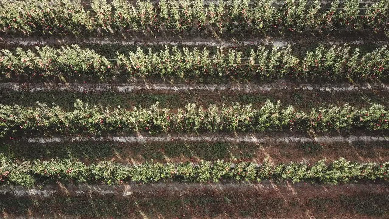 tiro de arriba hacia abajo en los manzanos en el huerto del valle de similkameen