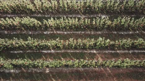 similkameen 계곡 과수원의 사과 나무에서 하향식 샷
