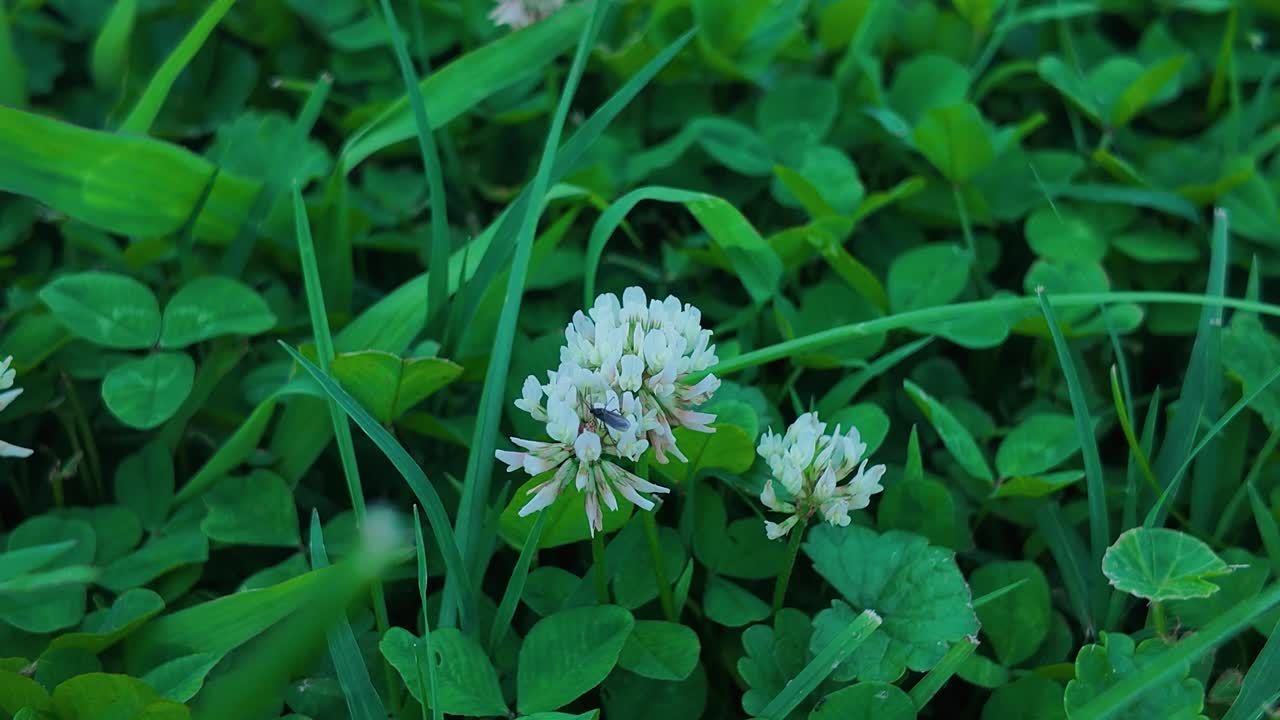 Single White clover in grass with small black bug