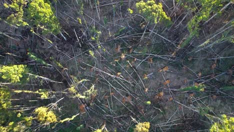 drone footage rising and panning down on fallen and recovering trees in the wombat state forest near lyonville, 9 months after a severe storm on 10 june 2021, victoria, australia