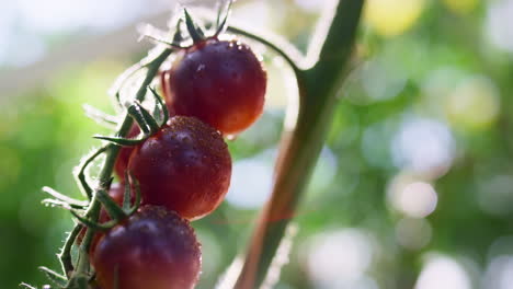 wet tomato bunch growing on sunny plantation closeup. greenhouse agroculrure.