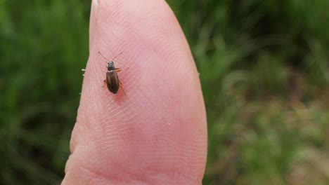 primer plano de un pequeño insecto marrón caminando sobre un dedo masculino blanco en cámara lenta