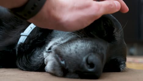 A-close-up-view-of-a-sleepy-black-dog-as-it-is-being-pet-softly-on-its-face