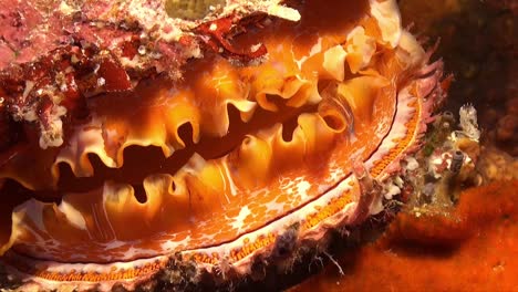 orange thorny oyster  super close up shot