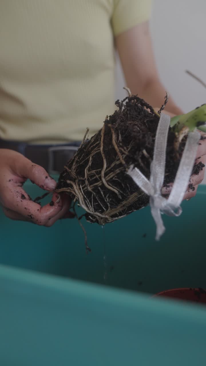 repotamiento de una planta de interior