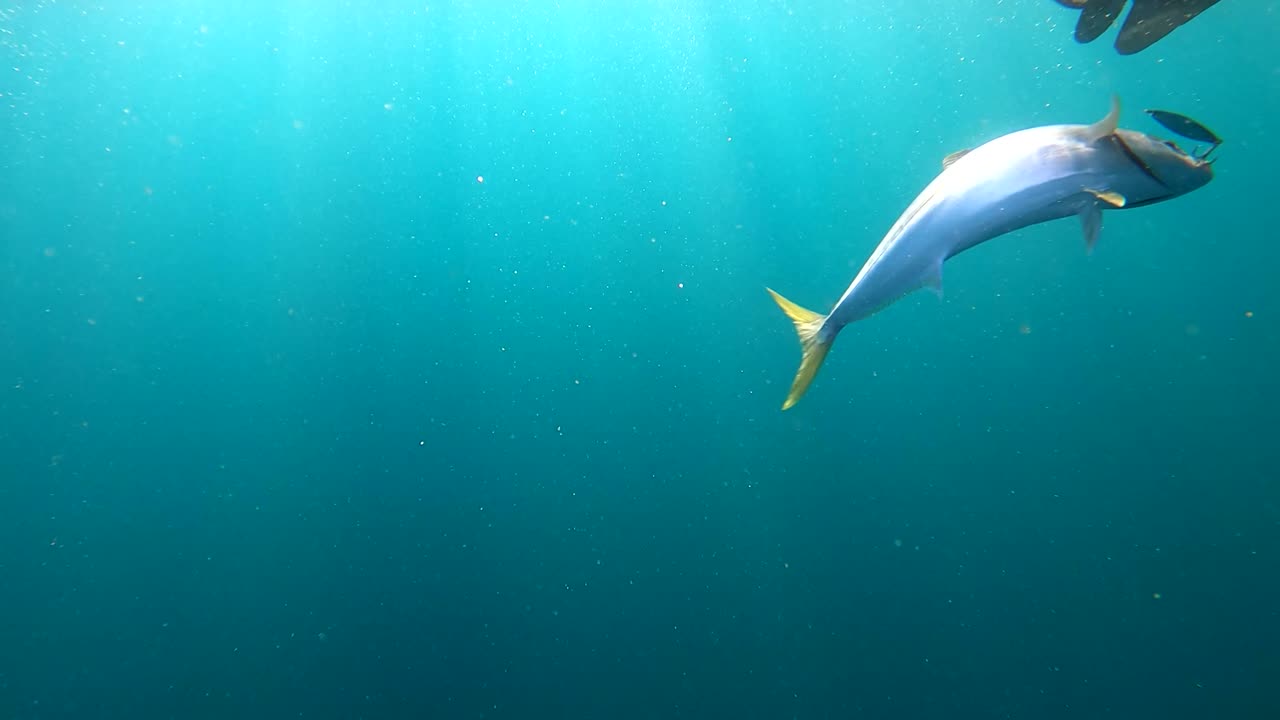 방어는 릴과 낚싯대를 이용해 표면으로 끌어올립니다.