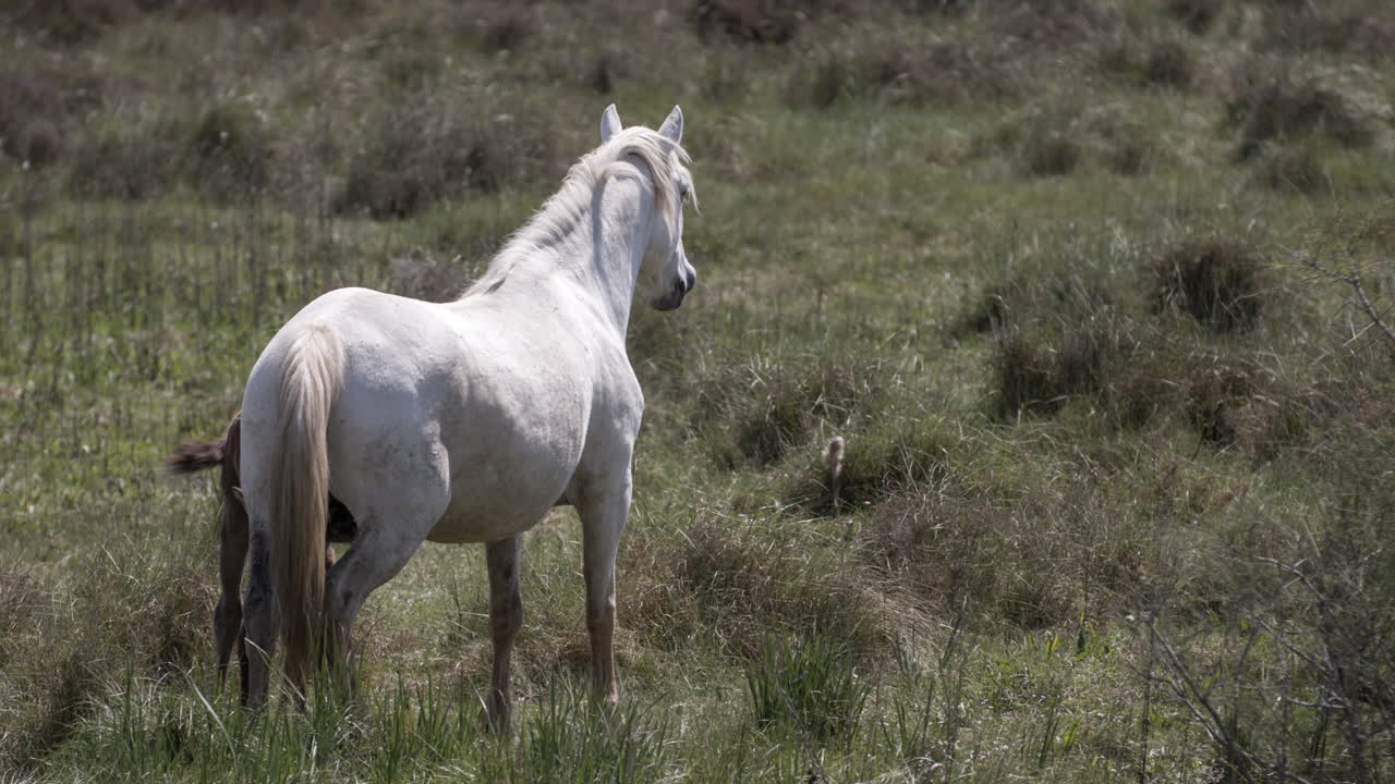 carmargue caballos 4k 01