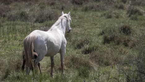 Caballos-Carmargue-4K-01