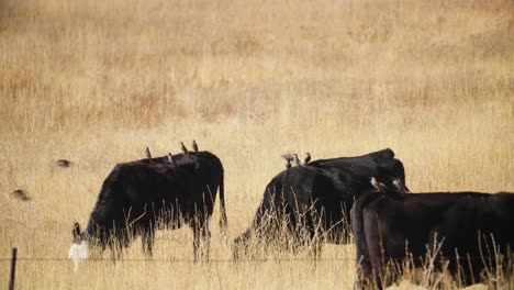 birds flying around cattle and landing on cow backs