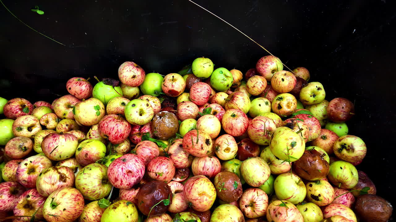 Pink and green Peaches on the fruit picking basket. Fresh Peaches just harvested.