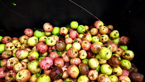 pink and green peaches on the fruit picking basket. fresh peaches just harvested.
