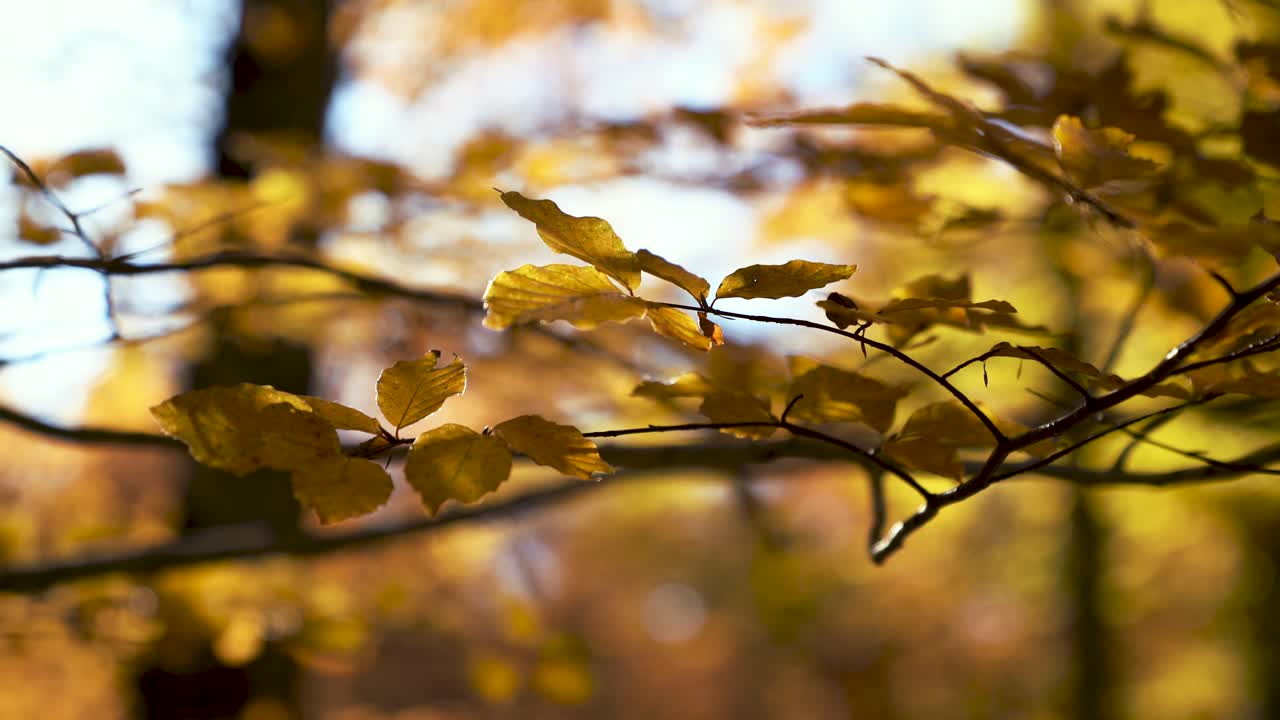 primer plano cinematográfico macro enfoque manual rama de roble y hojas amarillas y naranjas vibrantes en la cálida luz otoñal con cielo azul y fuerte desenfoque de fondo, moviéndose en una suave brisa de viento