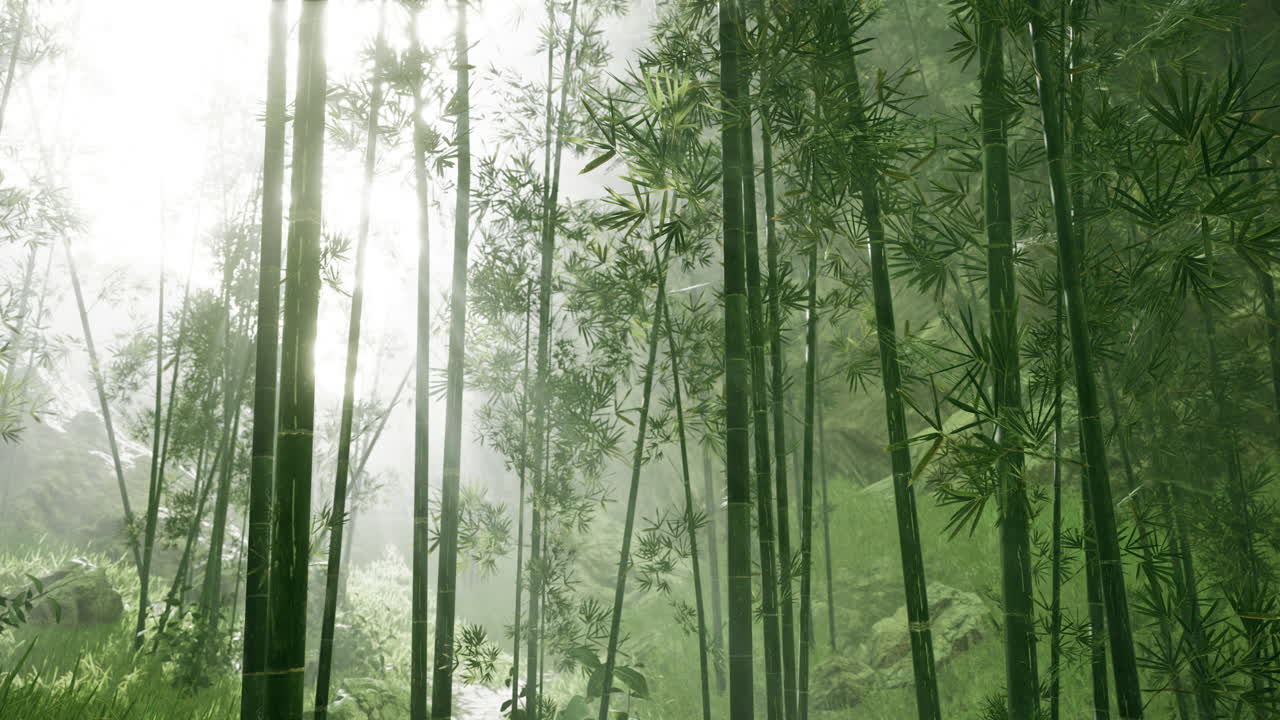 bosque de bambú asiático con tiempo de niebla matutina