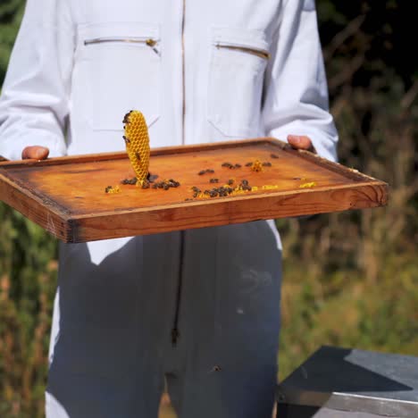 beekeeper working collect honey