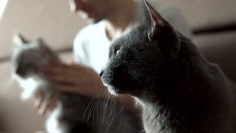 man caressing his cat