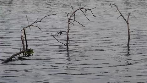 broken dry tree branches float on the lake