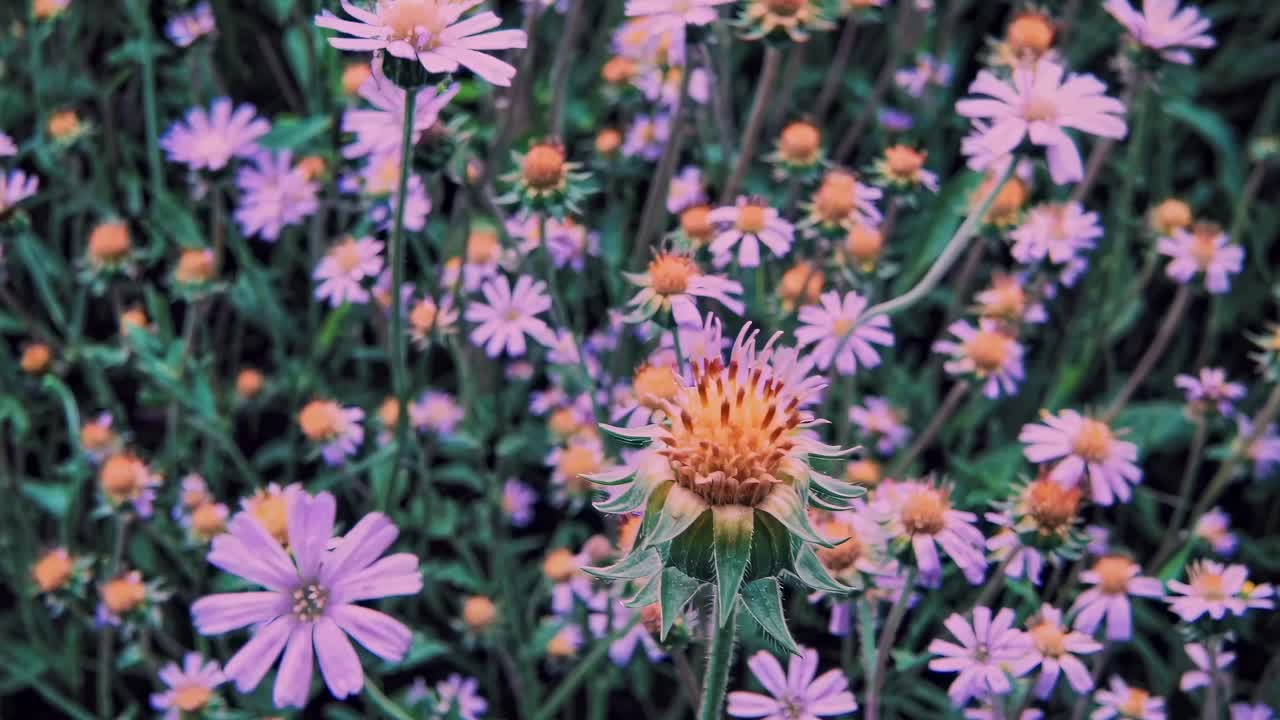 Vibrant wildflowers in full bloom, aesthetic dream shot on 50mm analog film, vintage video