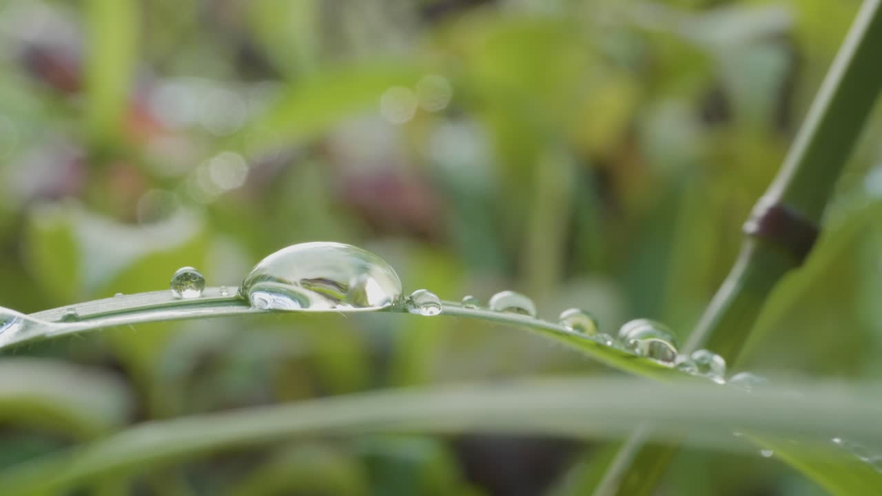 gotas de rocío en la hierba