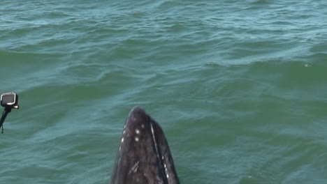 gray whale calf comes to surface to see people