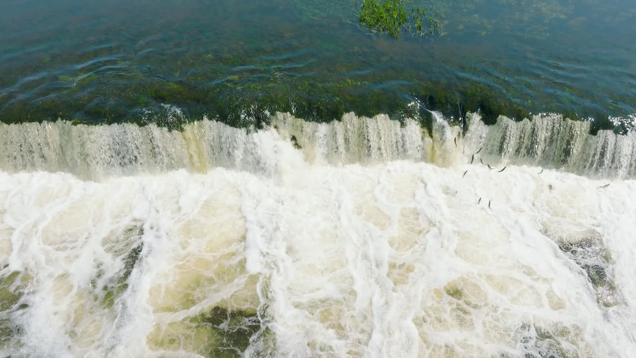 Aerial establishing view of Vimba fish , Kuldiga, sunny spring day, slow motion birdseye drone shot