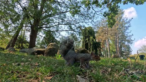 a squirrel explores a park in turin, italy