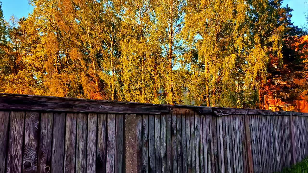Old wooden fence in front of golden trees glowing in warm evening sunlight