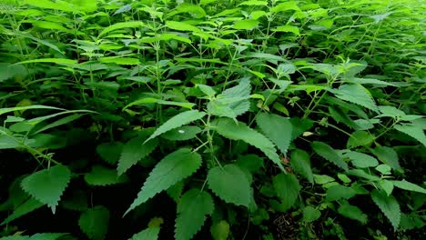 harvest-of-vigorous-green-nettles-for-food-and-traditional-medicine-in-an-area-protected-from-the-wind,-close-up-shot-travelling-backwards,-Ordes,-Galicia,-Spain