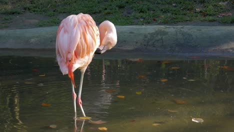 Flamingo-Trinkt-Wasser-Und-Ruht-Sich-Im-Park-Aus