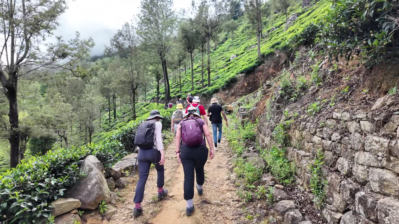 Group of Hikers on a Tea Plantation Trail in the Mountains