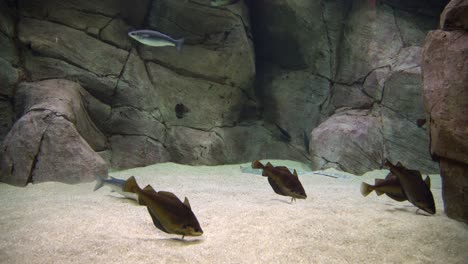 cod fish - gadus morhua. underwater shot of atlantic cod swimming and searching for food on the bottom of the sea