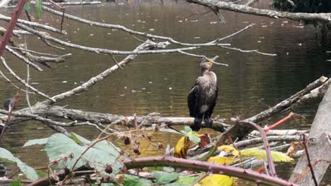 Gran-Cormorán-Encaramado-En-El-Humedal-Del-Parque-Nacional-De-La-Rama-Del-árbol-Del-Lago