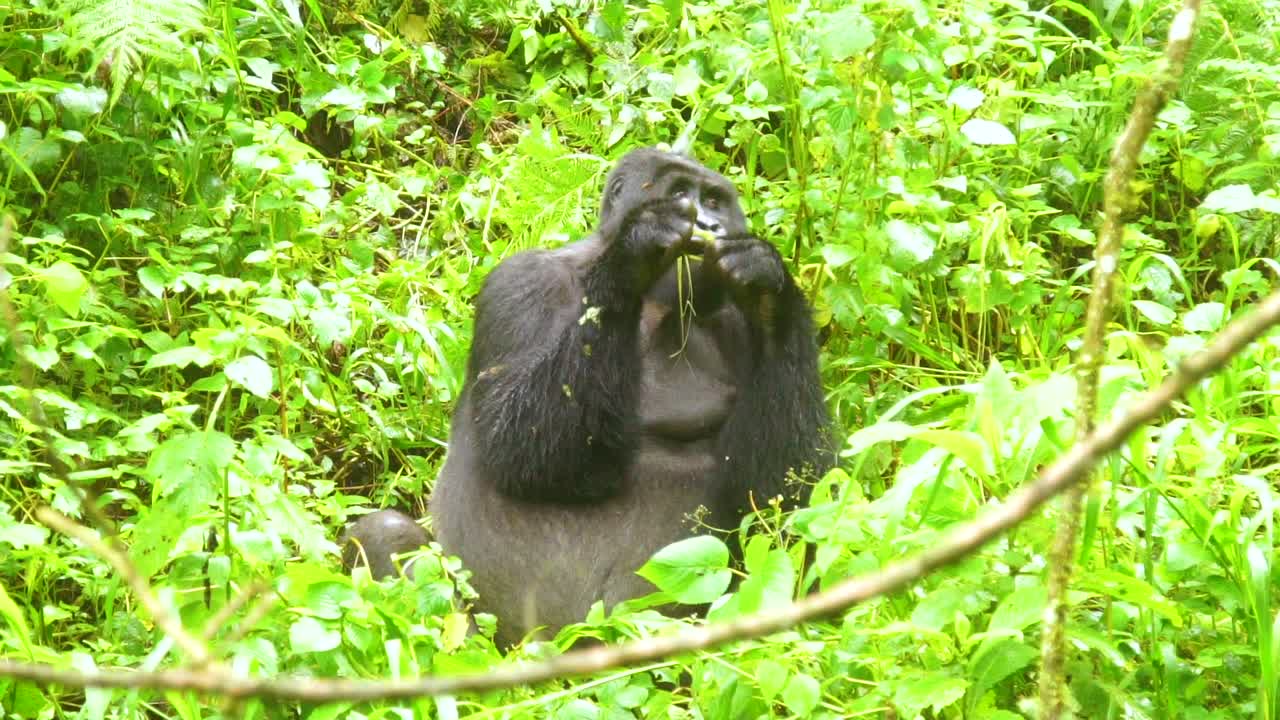Gorilla di montagna che mangia vegetazione al rallentatore nella foresta pluviale del Virunga in Uganda 2