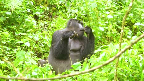 gorila de montaña comiendo vegetación en cámara lenta en la selva tropical de virunga de uganda 2